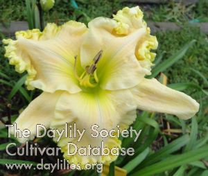 Daylily Marie Griffin Plaisance